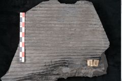 Foto (Detailansicht) von Sigillaria angusta Brongniart (NHMW-GEO-2024-0188-11091)